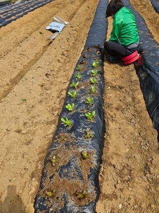 박홍권님의 파 · 영농일지 작성글 사진