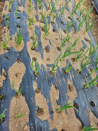 안동운님의 기타작물 · 영농일지 작성글 사진