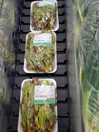 철남 김희곤님의 두릅 · 영농일지 작성글 사진