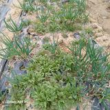 팜모닝 기타작물·영농일지 게시글 이미지