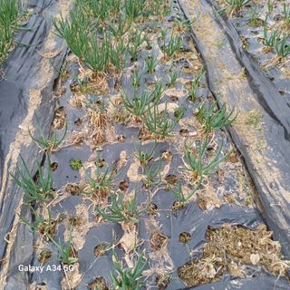 삼성농산님의 기타작물 · 영농일지 작성글 사진