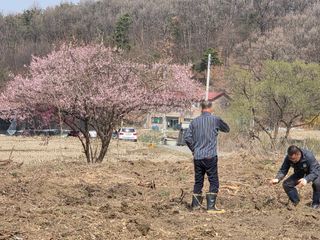 도심농부님의 기타작물 · 영농일지 작성글 사진
