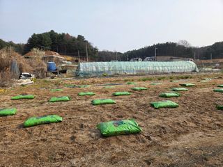 김윤회님의 마늘 · 영농일지 작성글 사진