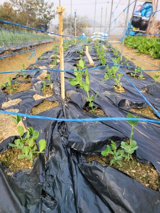 알렉산더님의 양파 · 영농일지 작성글 사진