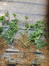 김저팔계님의 작성글 사진