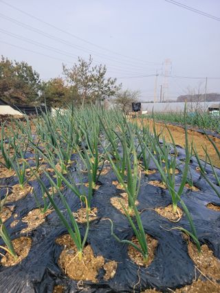 알렉산더님의 양파 · 영농일지 작성글 사진