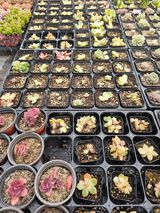 팜모닝 기타작물·영농일지 게시글 이미지