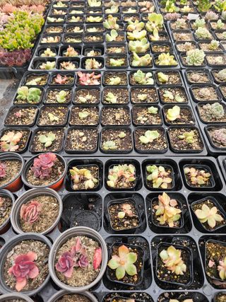 신상섭님의 기타작물 · 영농일지 작성글 사진