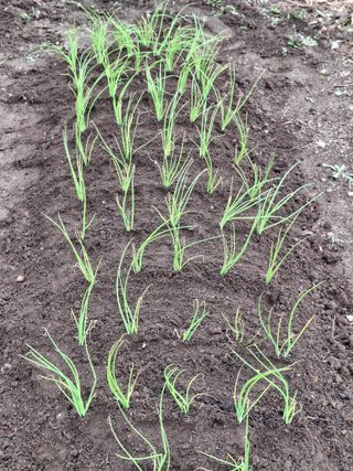 헤이쥬회원님의 파 · 영농일지 작성글 사진