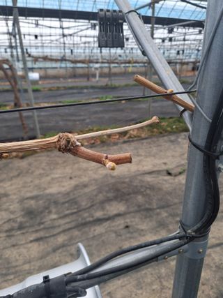 조성대님의 기타작물 · 영농일지 작성글 사진