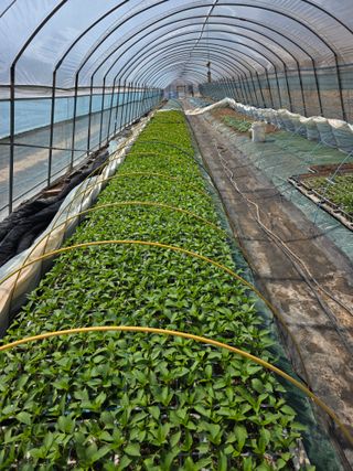 착한농부 안병하님의 기타작물 · 영농일지 작성글 사진