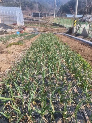 김재평님의 기타작물 · 영농일지 작성글 사진