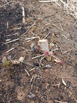 거창두릅농원김성희님의 작성글 사진