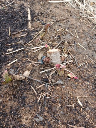 거창두릅농원김성희님의 두릅 · 영농일지 작성글 사진