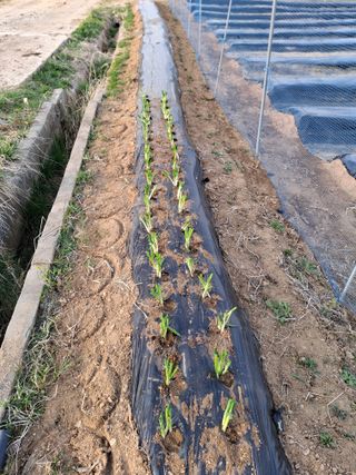 백영호님의 기타작물 · 영농일지 작성글 사진