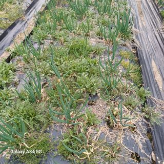 삼성농산님의 기타작물 · 영농일지 작성글 사진