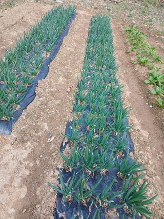 인생은 소풍처럼~님의 기타작물 · 영농일지 작성글 사진