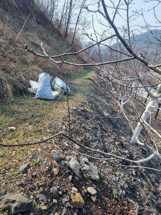 김용대님의 기타작물 · 영농일지 작성글 사진