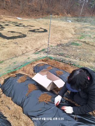 이수홍(이창희)님의 감자 · 영농일지 작성글 사진