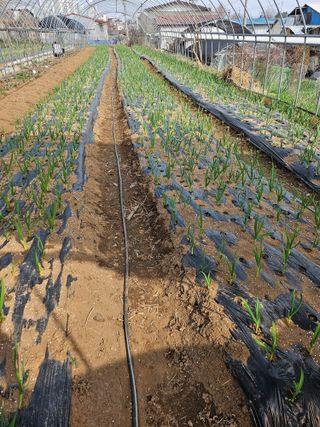 안동운님의 기타작물 · 영농일지 작성글 사진