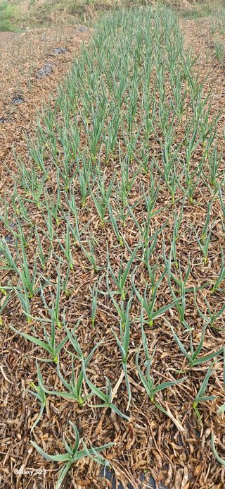 힐스님의 마늘 · 영농일지 작성글 사진