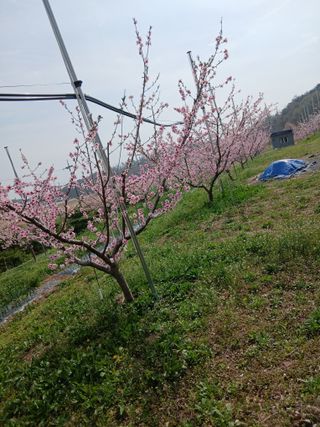 성재엄마님의 복숭아 · 영농일지 작성글 사진