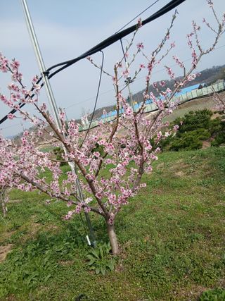 성재엄마님의 복숭아 · 영농일지 작성글 사진