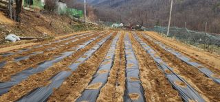 성만기님의 기타작물 · 영농일지 작성글 사진