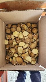 팜모닝 기타작물·영농일지 게시글 이미지