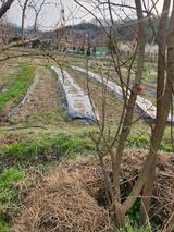 팜모닝 기타작물·영농일지 게시글 이미지