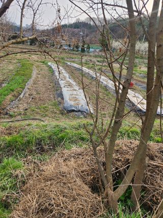 상숙님의 기타작물 · 영농일지 작성글 사진