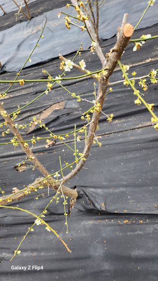 정헌경님의 기타작물 · 영농일지 작성글 사진
