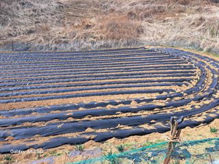 조연만님의 콩 · 영농일지 작성글 사진