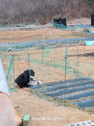 이수홍(이창희)님의 감자 · 영농일지 작성글 사진