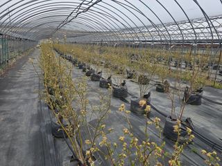 축복농장님의 기타작물 · 영농일지 작성글 사진