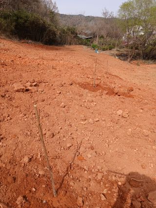 최영묵님의 복숭아 · 영농일지 작성글 사진