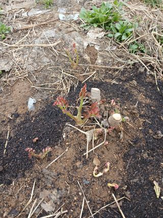 거창두릅농원김성희님의 두릅 · 영농일지 작성글 사진