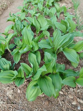 인생은 소풍처럼~님의 기타작물 · 영농일지 작성글 사진