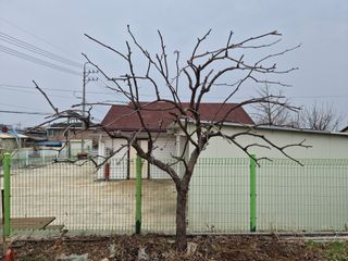 안일봉님의 기타작물 · 영농일지 작성글 사진