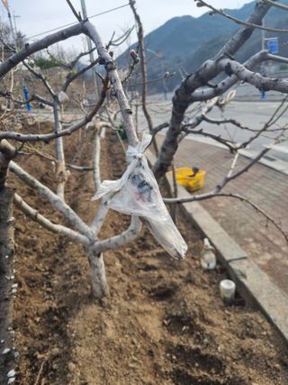 김용대님의 기타작물 · 영농일지 작성글 사진