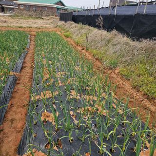 설장구님의 마늘 · 영농일지 작성글 사진