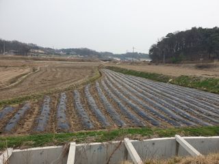 정연규님의 콩 · 영농일지 작성글 사진