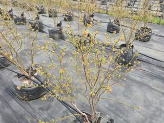 축복농장님의 기타작물 · 영농일지 작성글 사진