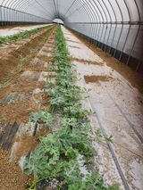 김저팔계님의 작성글 사진