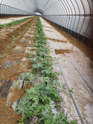 김저팔계님의 기타작물 · 영농일지 작성글 사진