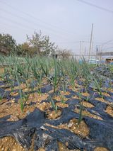 알렉산더님의 작성글 사진