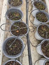 낙엽교목류6964님의 작성글 사진