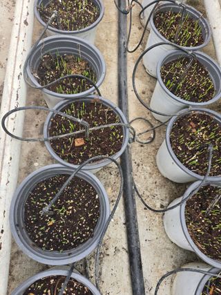 낙엽교목류6964님의 오이 · 영농일지 작성글 사진