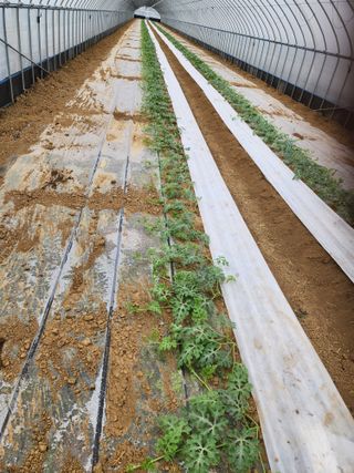 김저팔계님의 기타작물 · 영농일지 작성글 사진