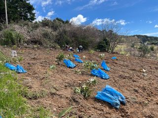 이병용님의 기타작물 · 영농일지 작성글 사진